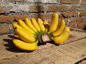 Pisang Cavendish