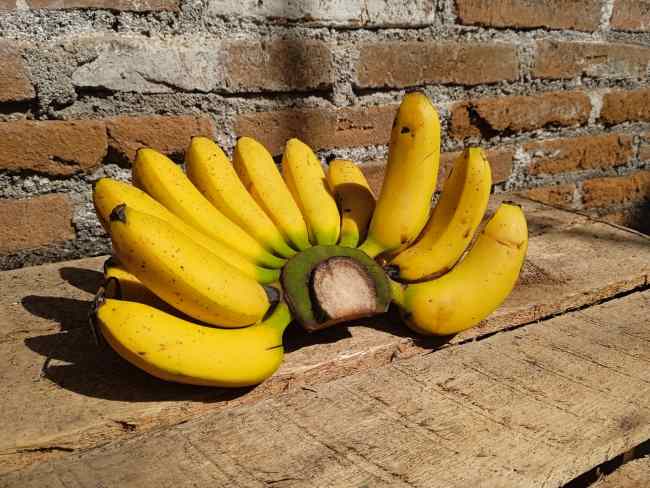 Pisang Cavendish